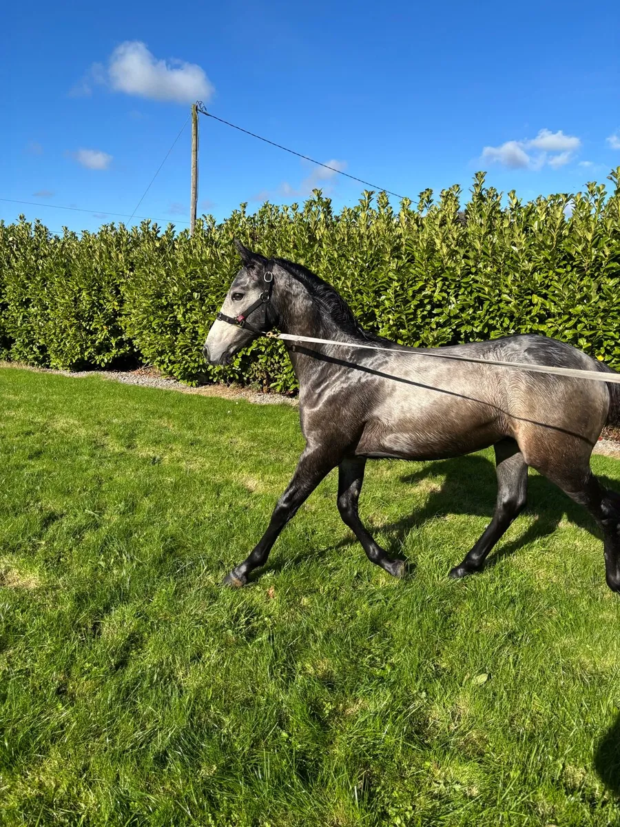 Foal - Image 3