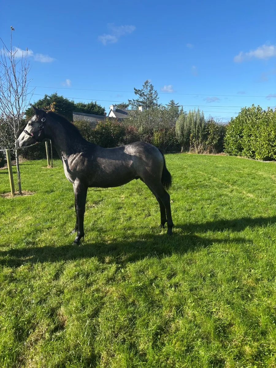Foal - Image 1