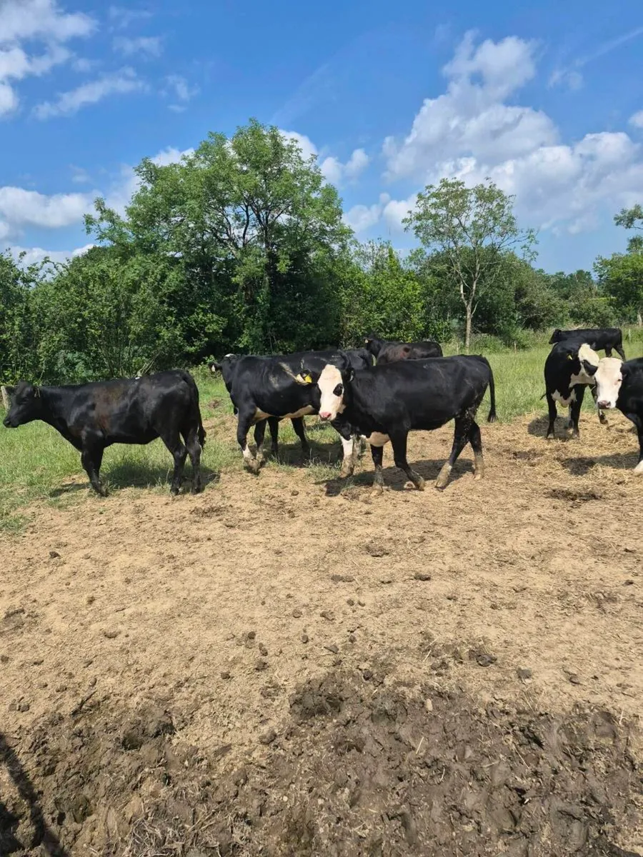 Angus and hereford Heifers - Image 1