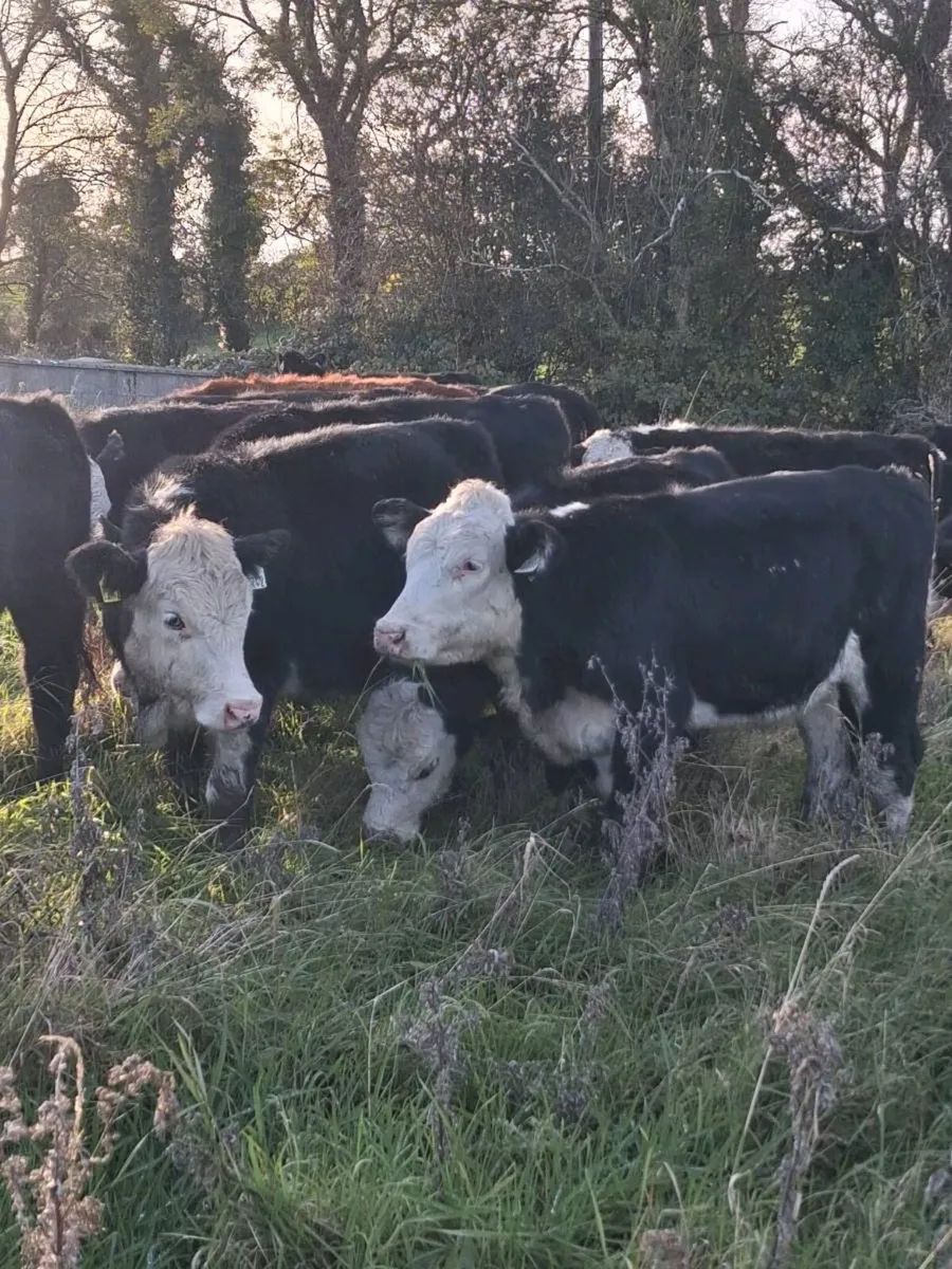 Angus & Hereford Heifer Weanlings - Image 2