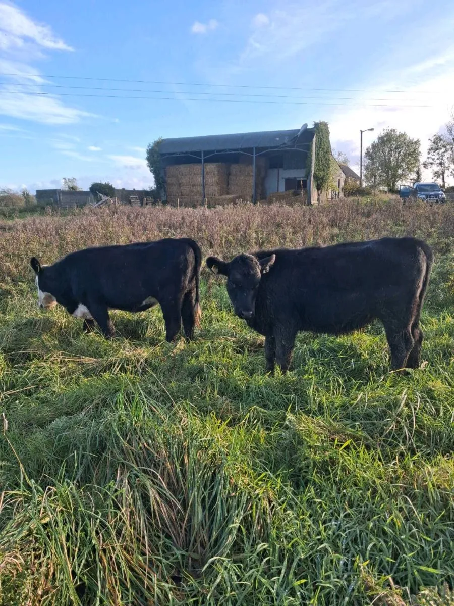 Angus & Hereford Heifer Weanlings - Image 3