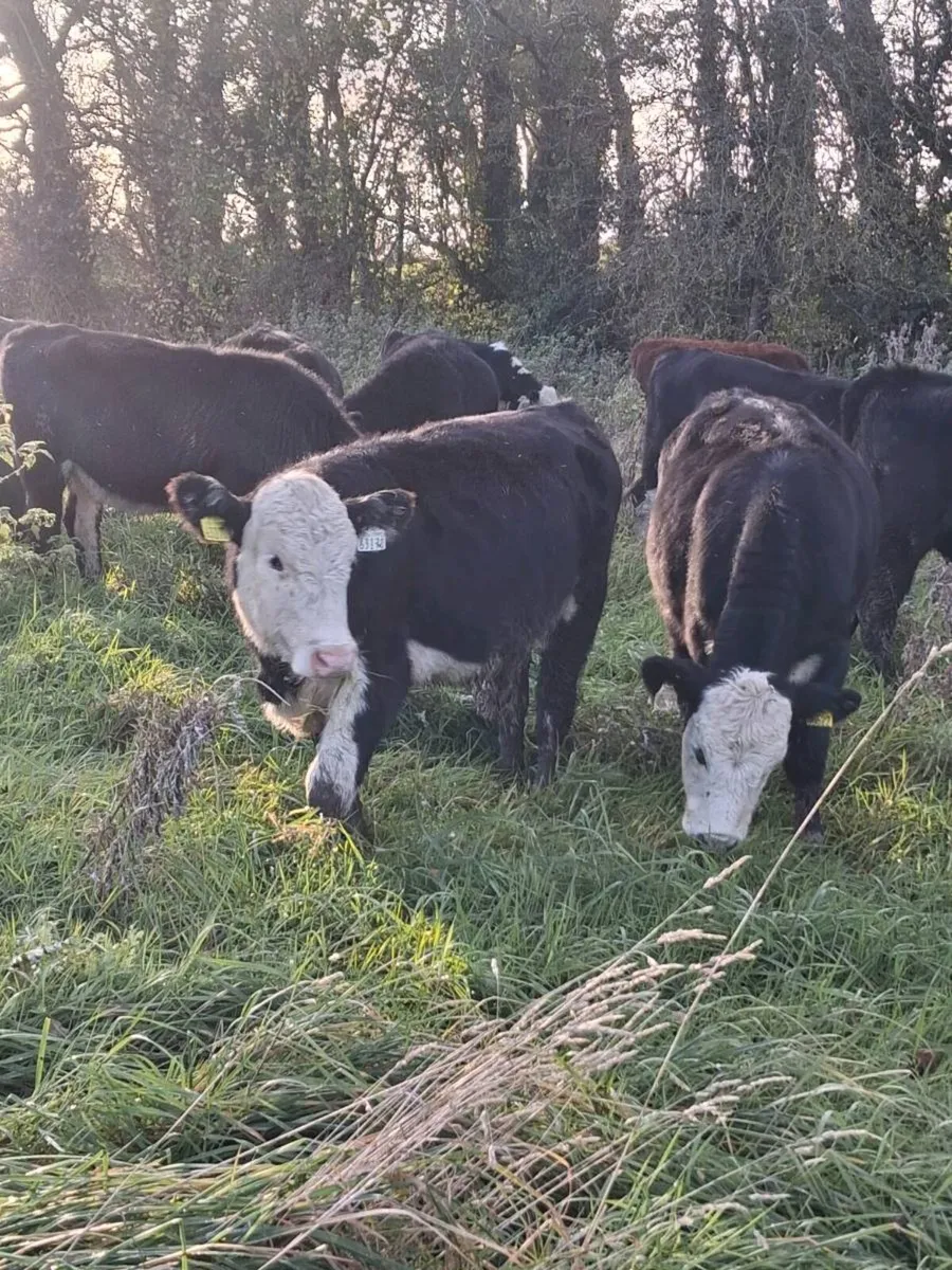 Angus & Hereford Heifer Weanlings - Image 4