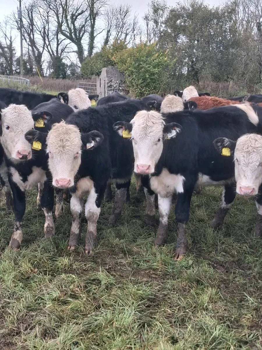 Angus & Hereford Heifer Weanlings - Image 1