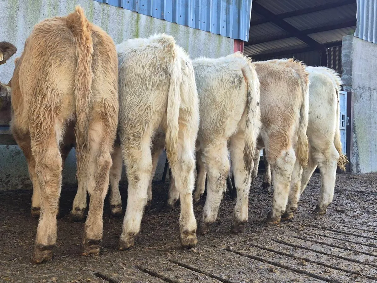 10 Super Charollais Heifer Weanlings - Image 3