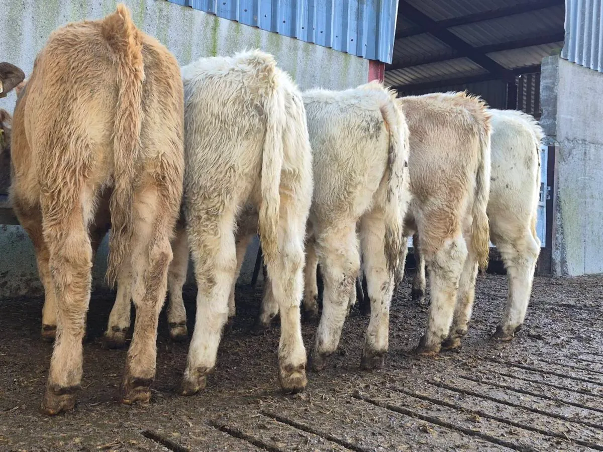 10 Super Charollais Heifer Weanlings - Image 4