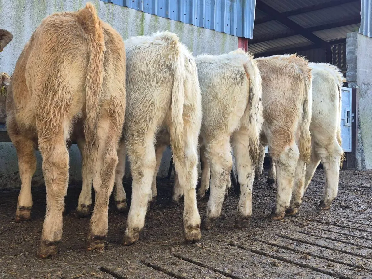 10 Super Charollais Heifer Weanlings - Image 1