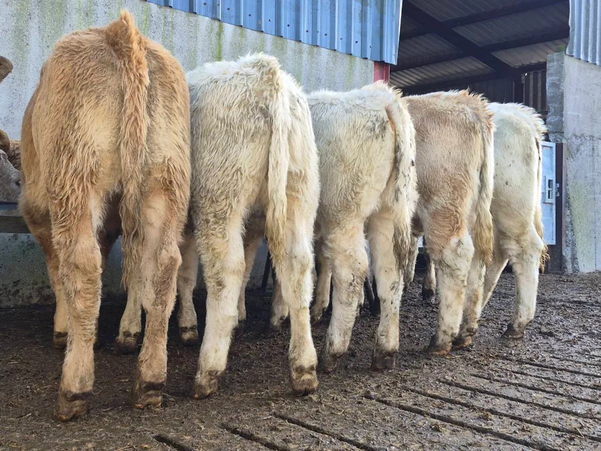 10 Super Charollais Heifer Weanlings - Image 2