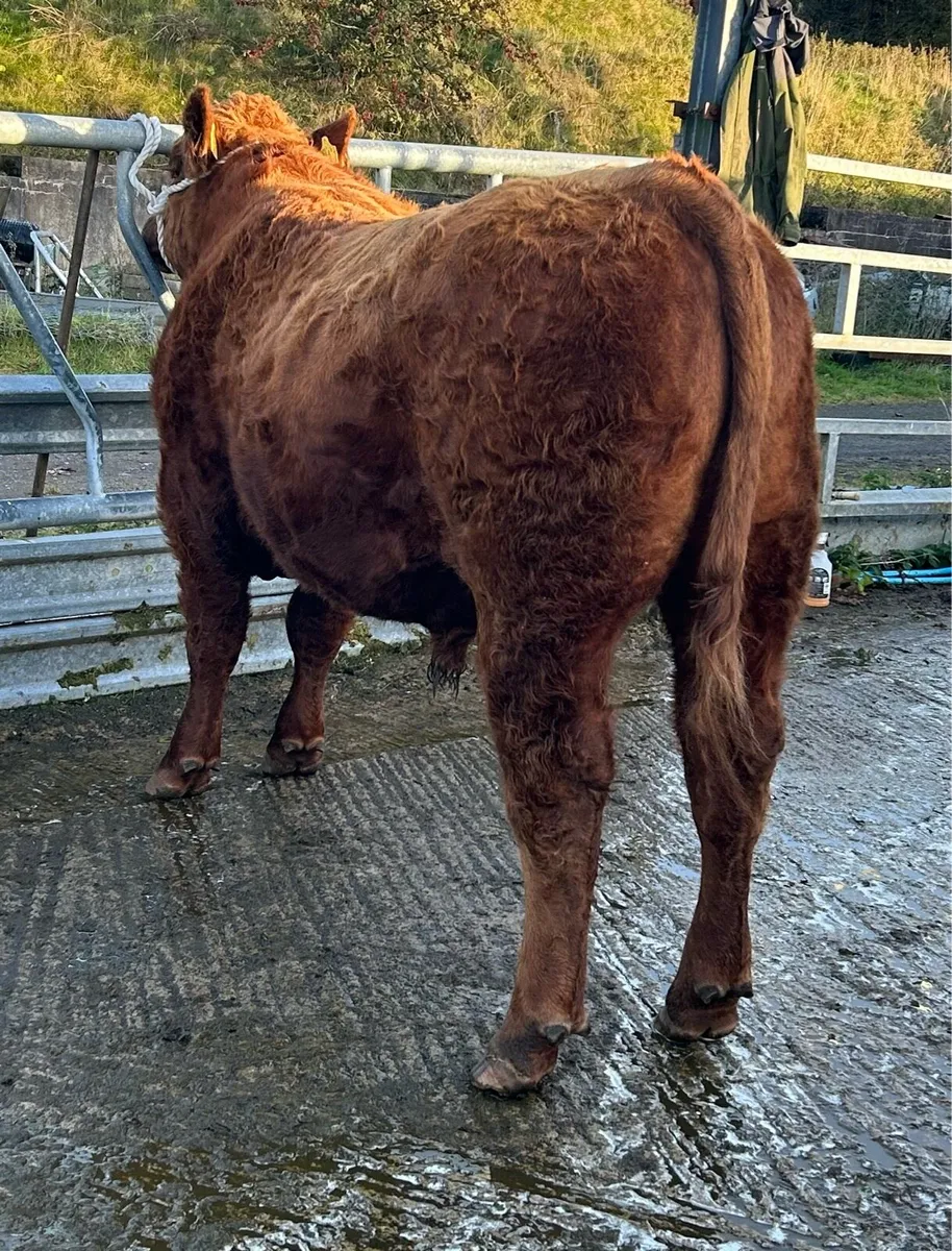 **First Pedigree Red Angus Bull Sale** - Image 3
