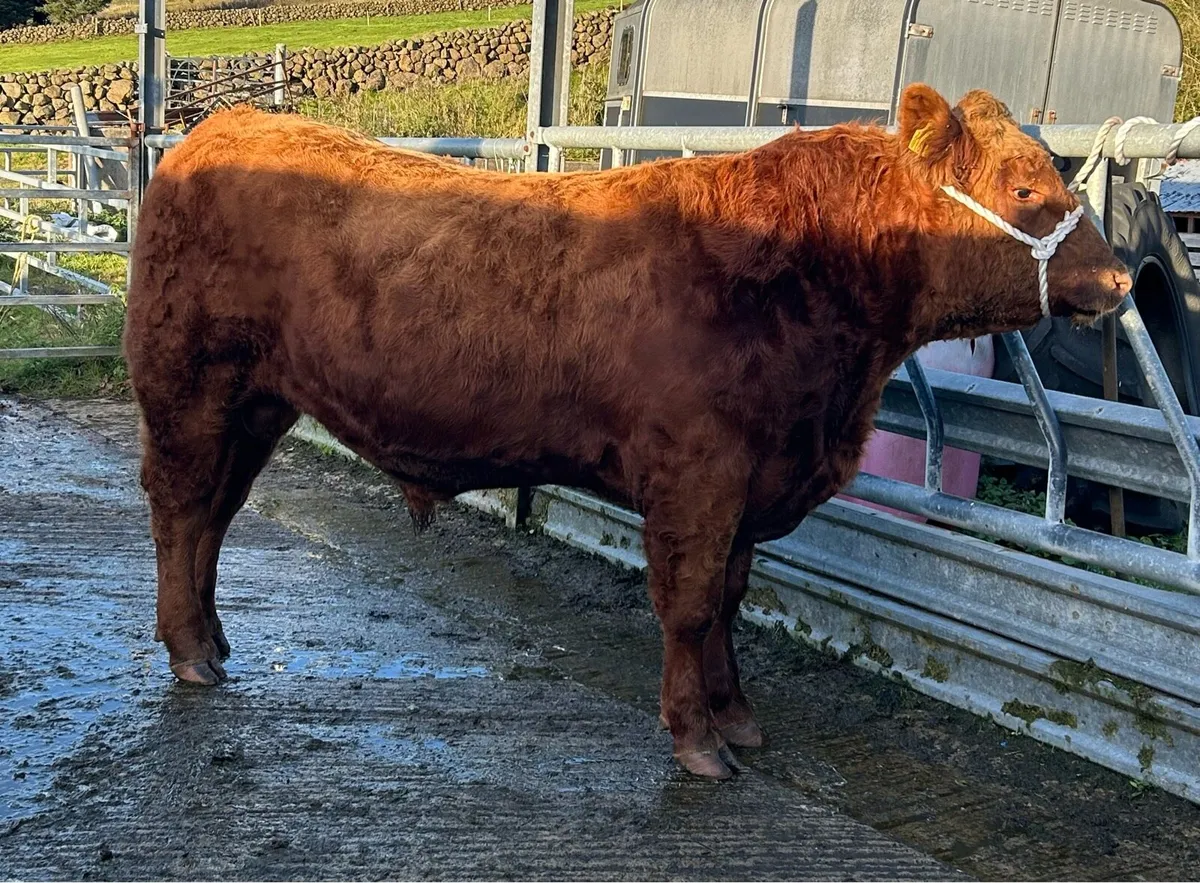 **First Pedigree Red Angus Bull Sale** - Image 4