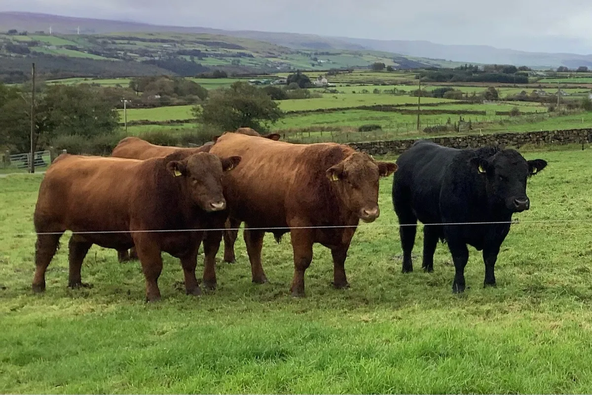 **First Pedigree Red Angus Bull Sale** - Image 1