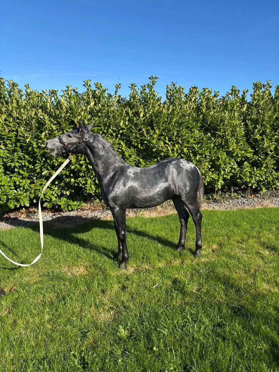Foal - Image 1