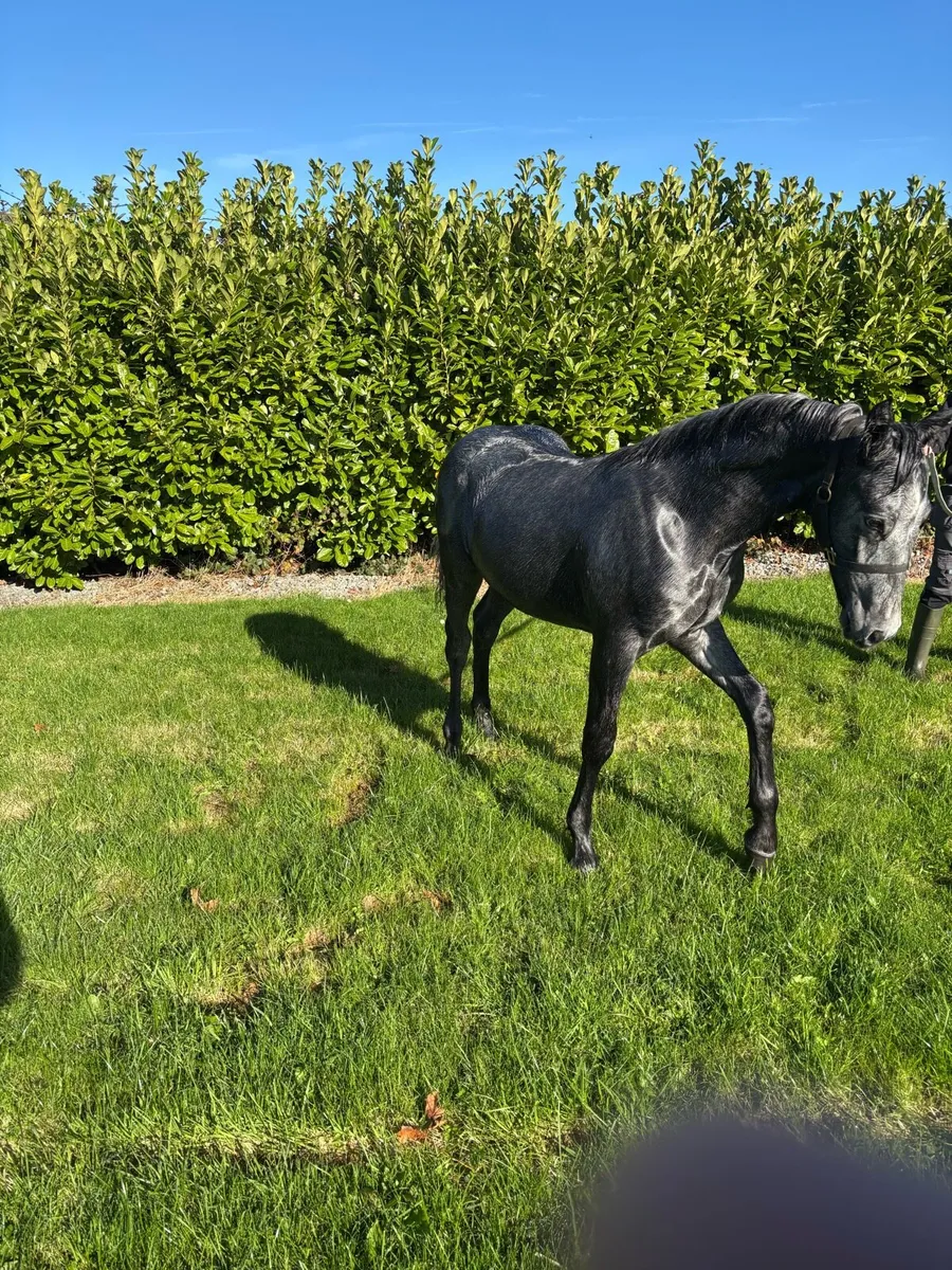 Foal - Image 2