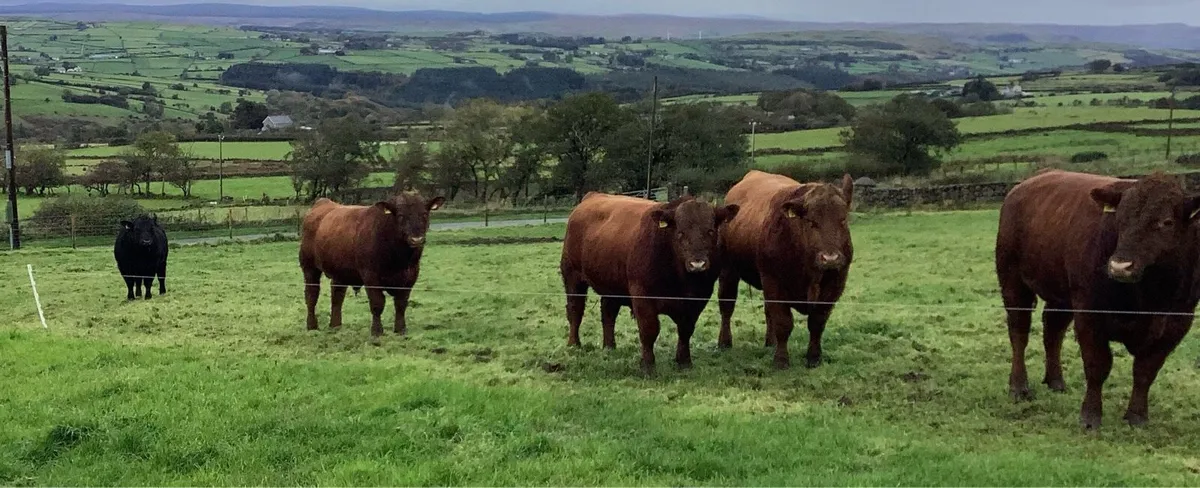 **First Pedigree Red Angus Bull Sale** - Image 2