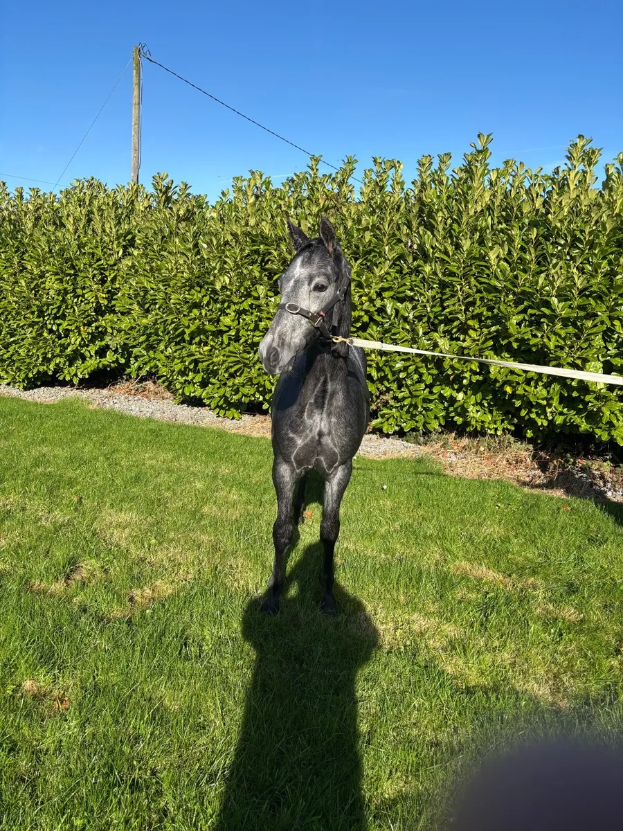Foal - Image 4