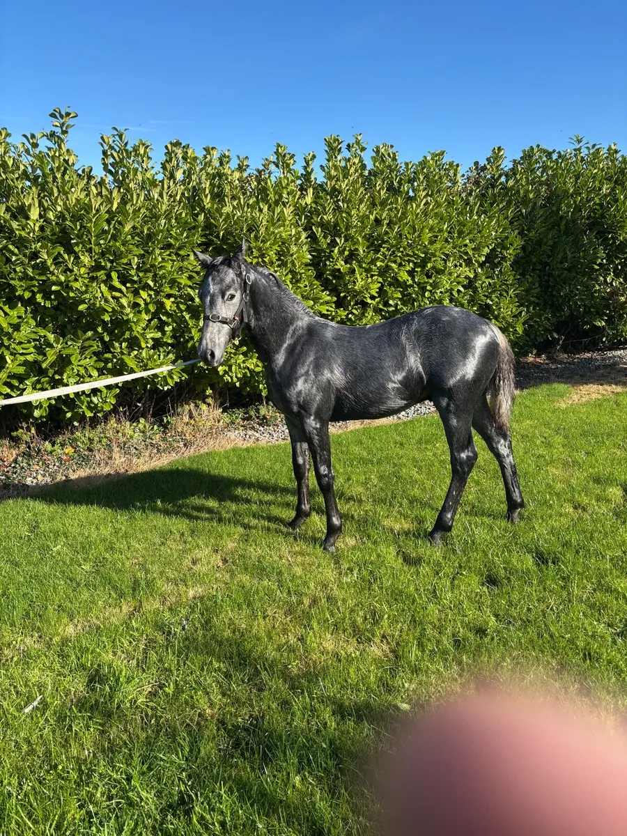 Foal - Image 3