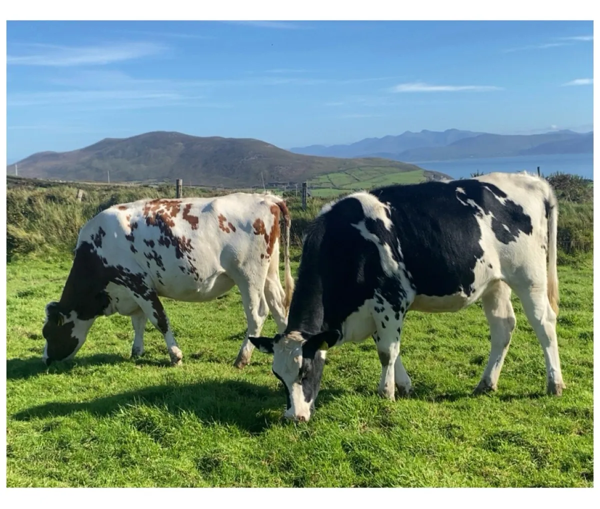 10 PBR Spring Calving Heifers @Gortatlea 28/10/26 - Image 1