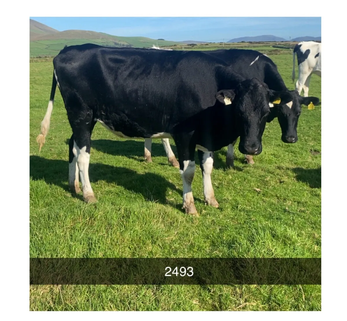 10 PBR Spring Calving Heifers @Gortatlea 28/10/26 - Image 2