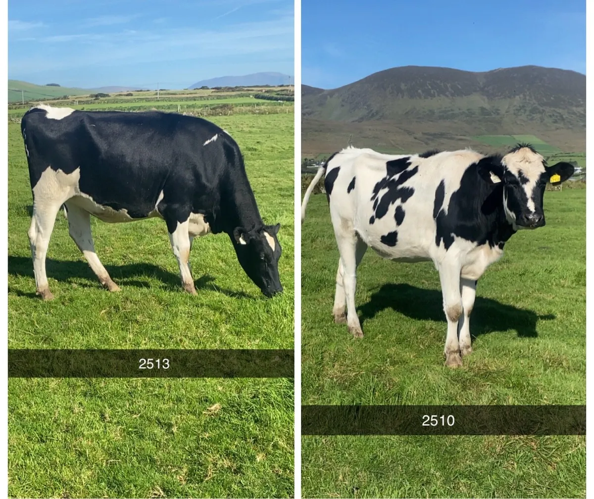 10 PBR Spring Calving Heifers @Gortatlea 28/10/26 - Image 3