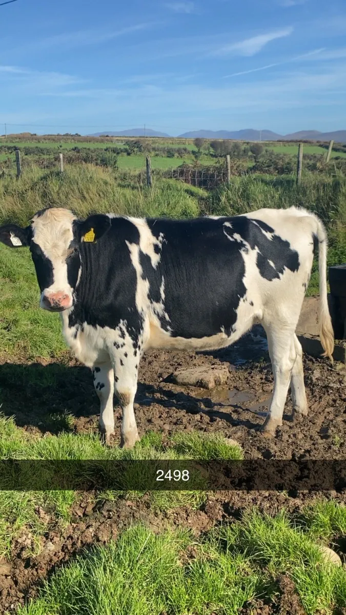 10 PBR Spring Calving Heifers @Gortatlea 28/10/26 - Image 4