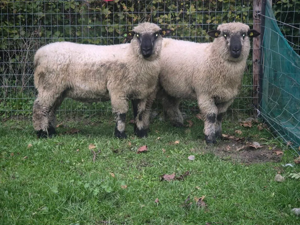 Pbr Hampshire  Down Ram lambs - Image 1