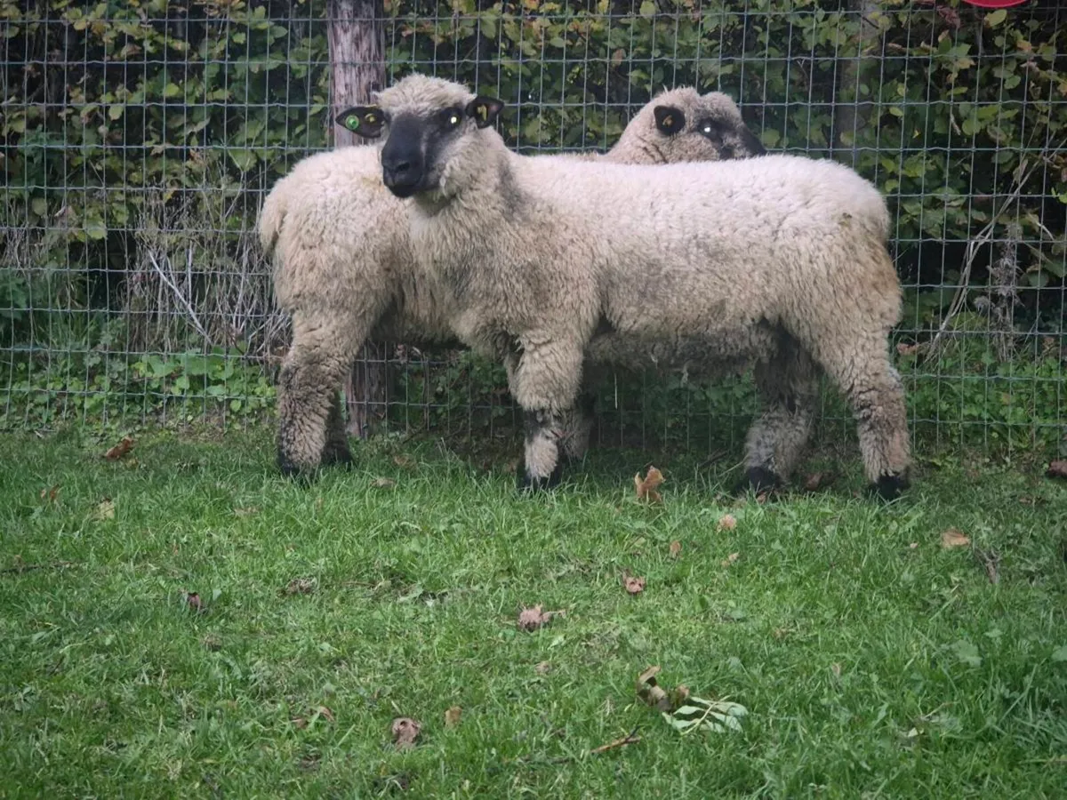 Pbr Hampshire  Down Ram lambs - Image 2