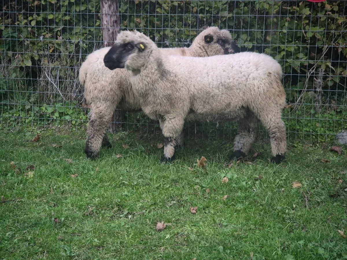 Pbr Hampshire  Down Ram lambs - Image 3
