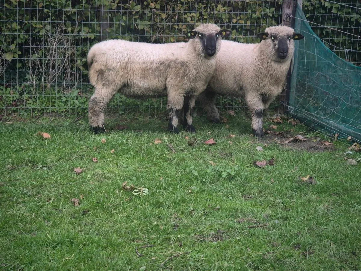 Pbr Hampshire  Down Ram lambs - Image 4