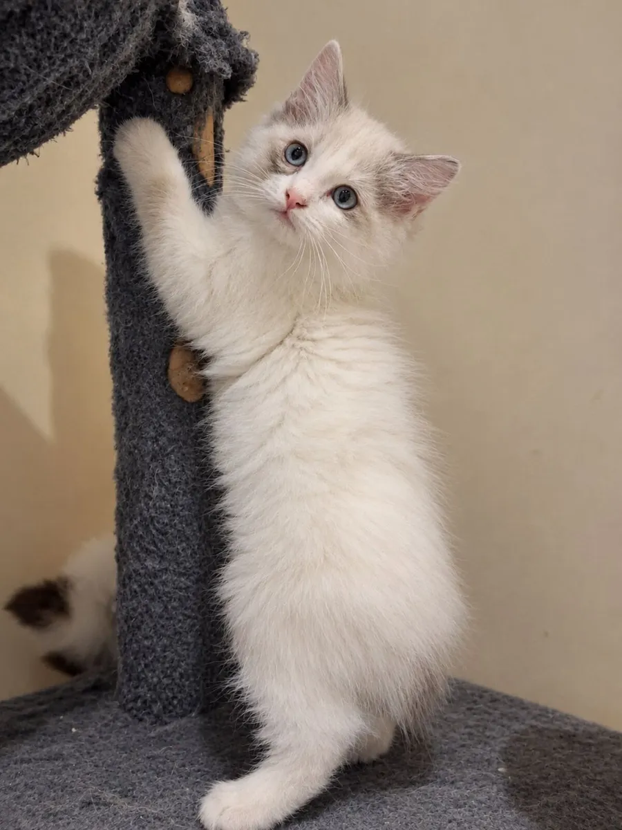 Purebred Ragdoll / 2 male's left - Image 4