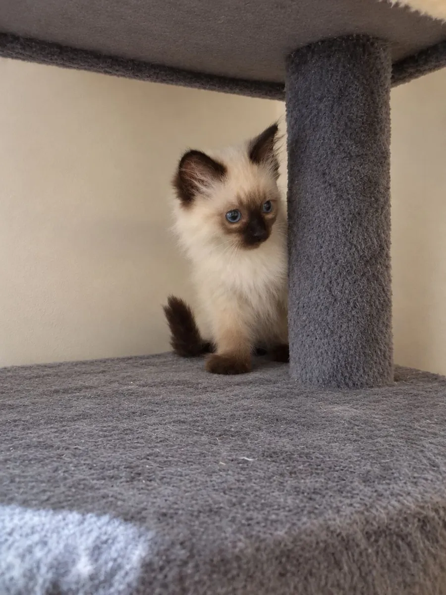 Purebred Ragdoll / 2 male's left - Image 1