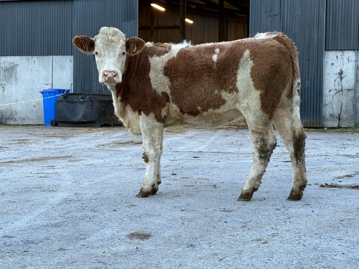 5 star ⭐️⭐️⭐️⭐️⭐️ genotyped simental  heifer - Image 2