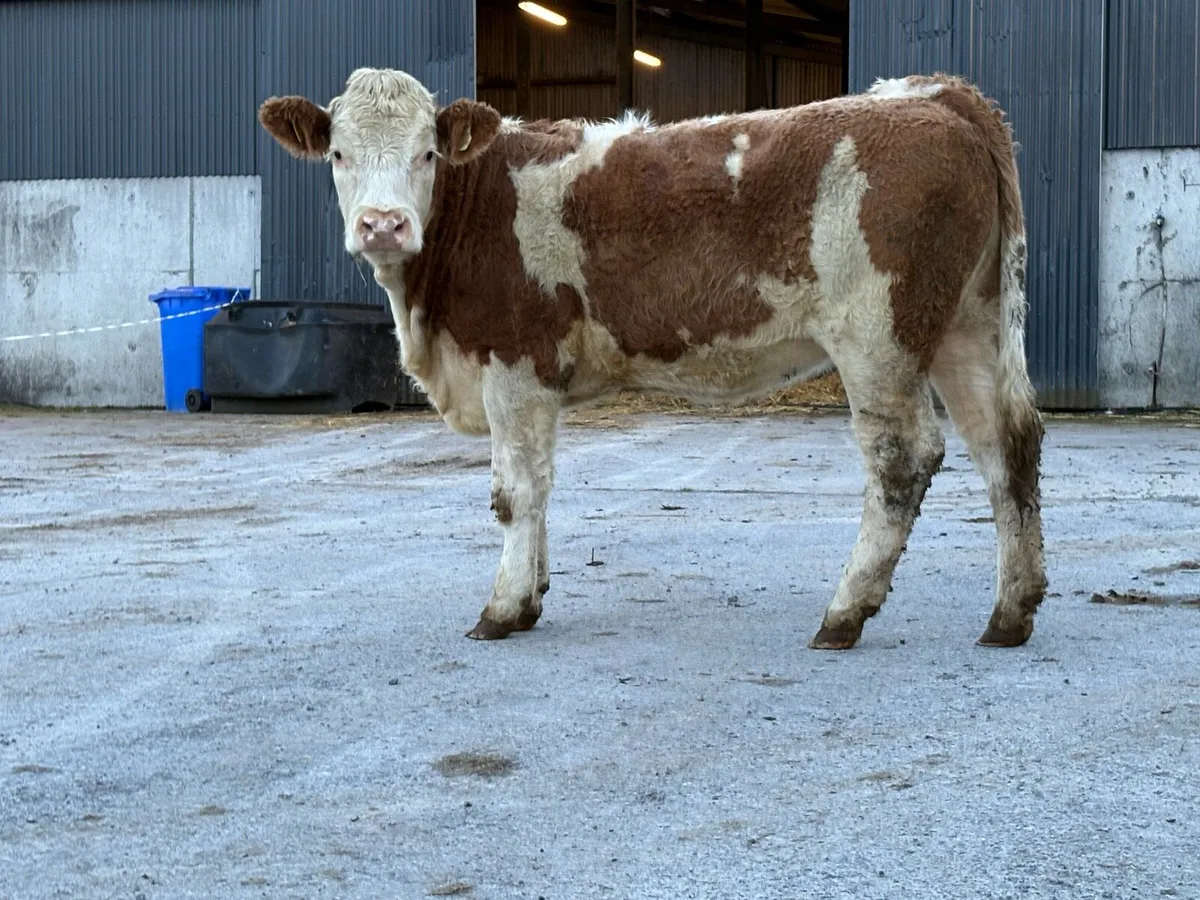 5 star ⭐️⭐️⭐️⭐️⭐️ genotyped simental  heifer - Image 3