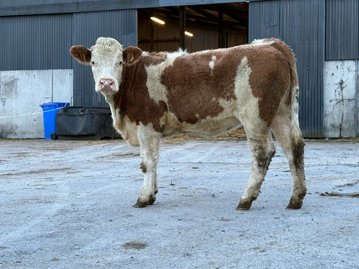 5 star ⭐️⭐️⭐️⭐️⭐️ genotyped simental  heifer - Image 4