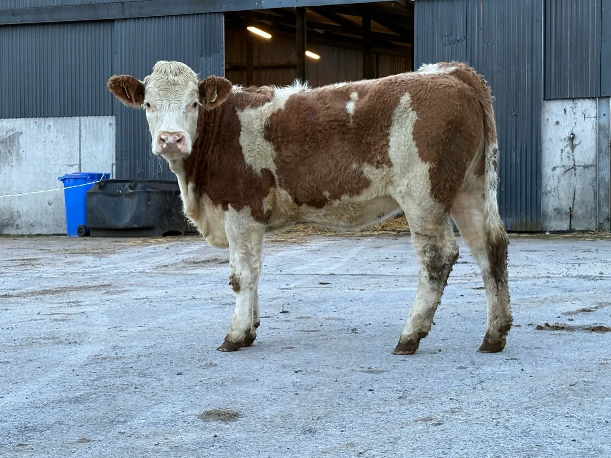 5 star ⭐️⭐️⭐️⭐️⭐️ genotyped simental  heifer - Image 1