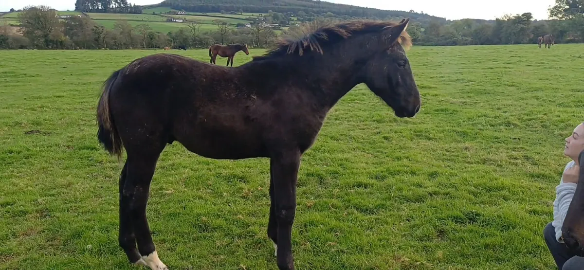 Irish Draught Colt foal - Image 3