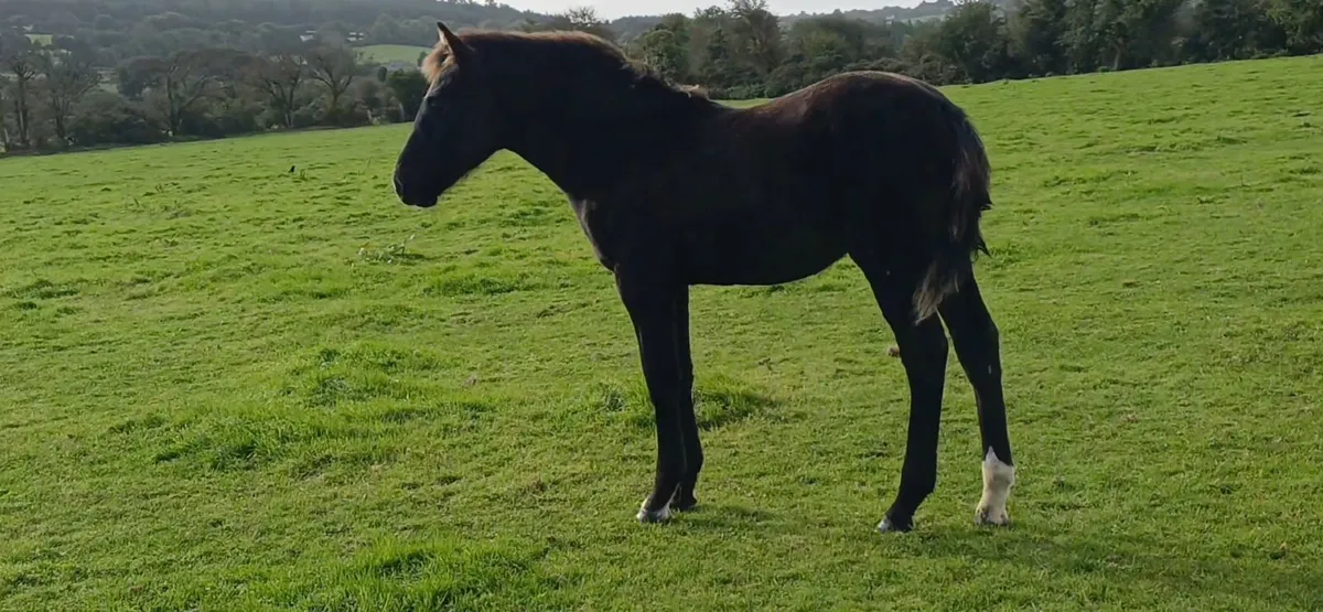 Irish Draught Colt foal - Image 4