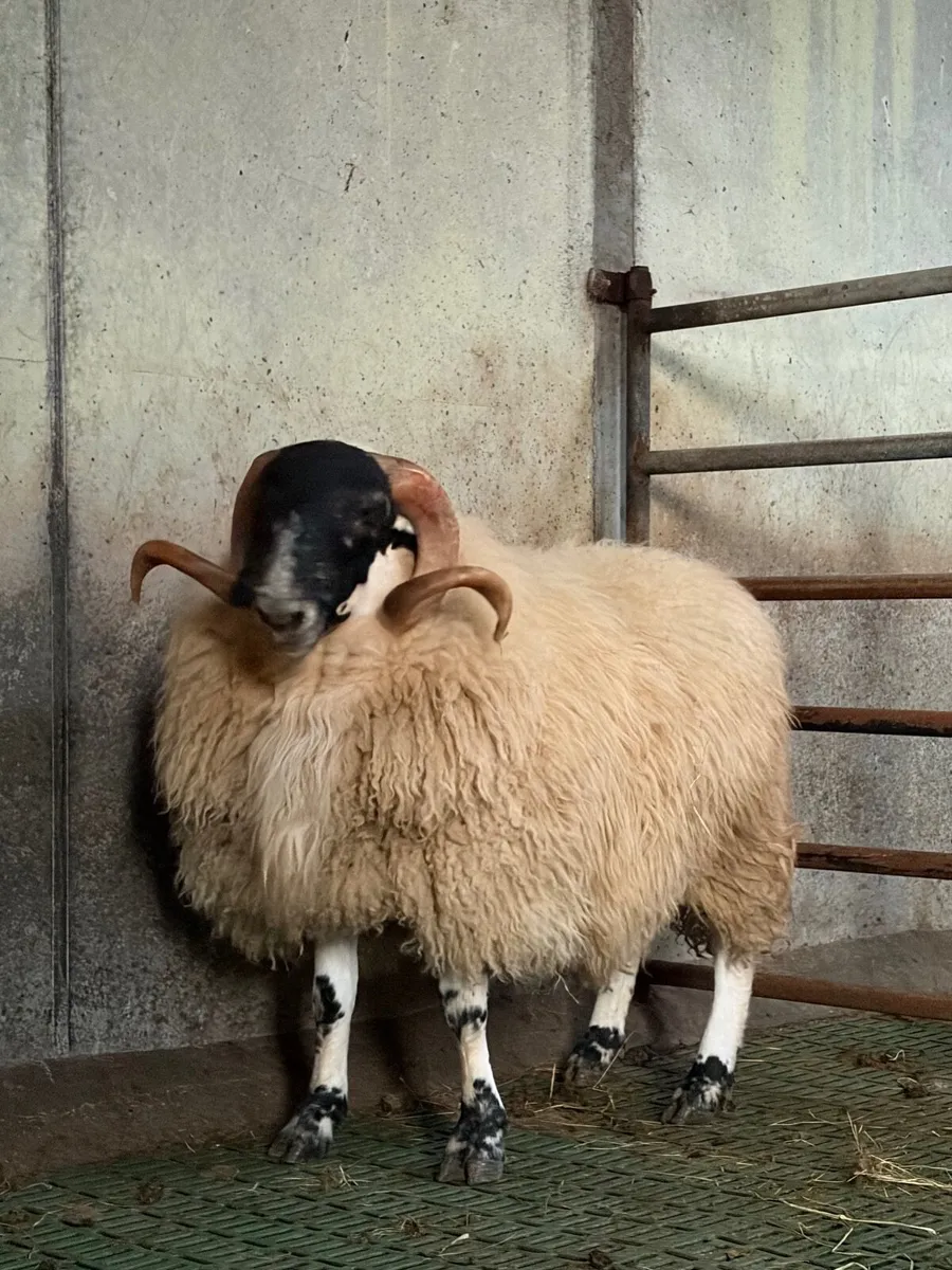 Perth Shearling Ram - Image 1