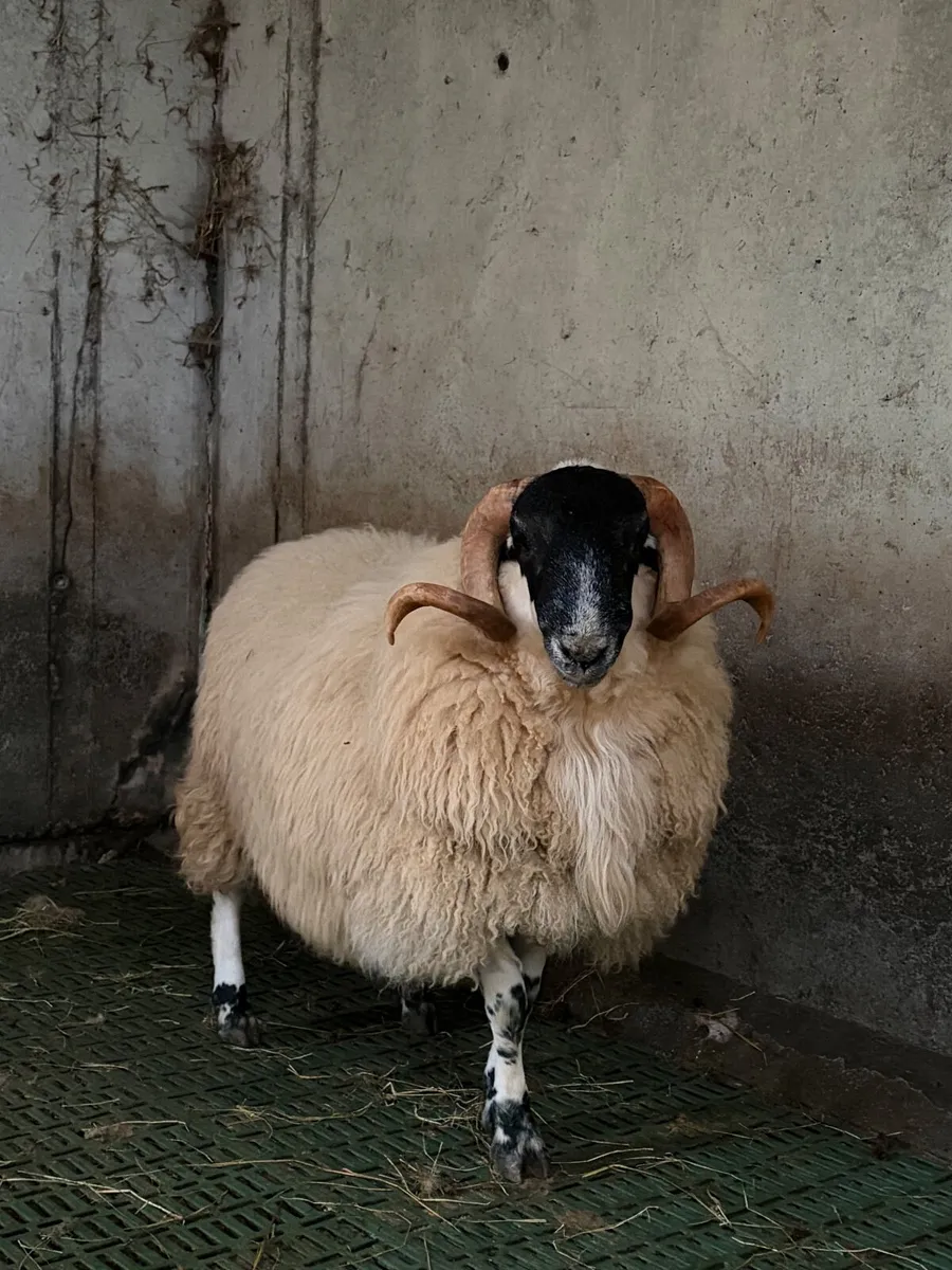 Perth Shearling Ram - Image 2