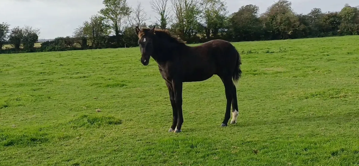 Irish Draught Colt foal - Image 1