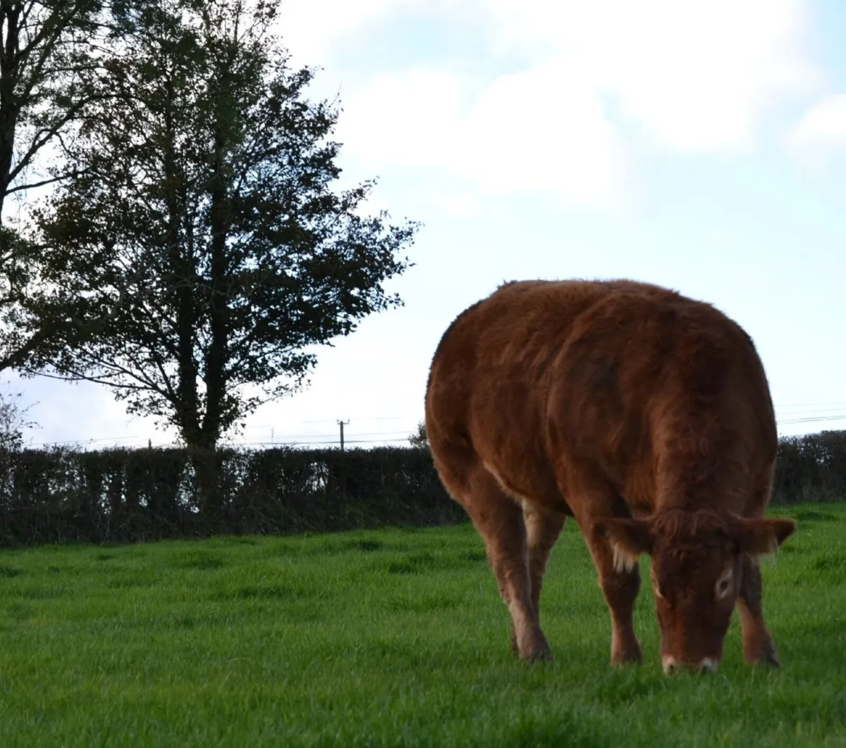 Pedigree Limousin Heifers - Image 1