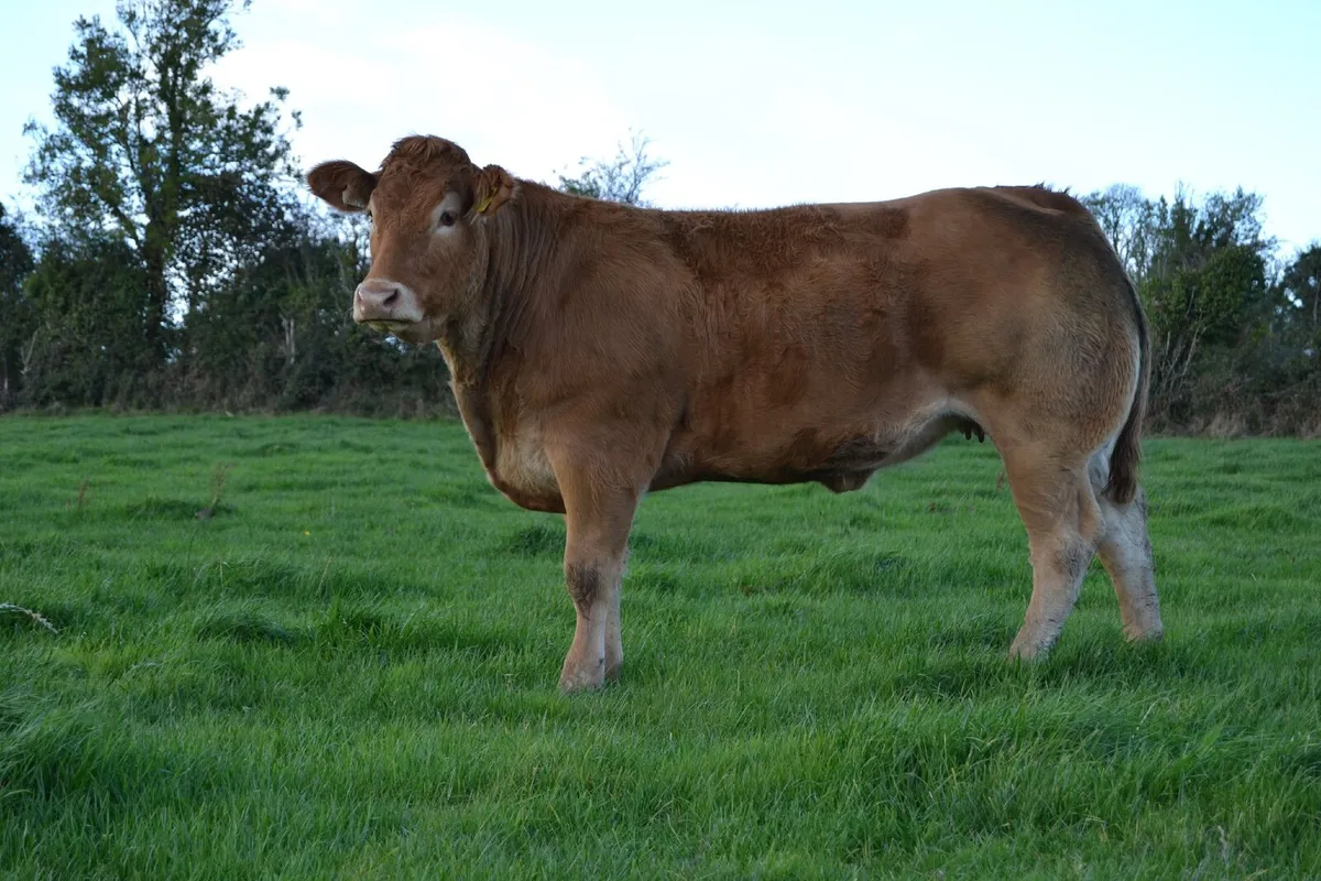 Pedigree Limousin Heifers - Image 2