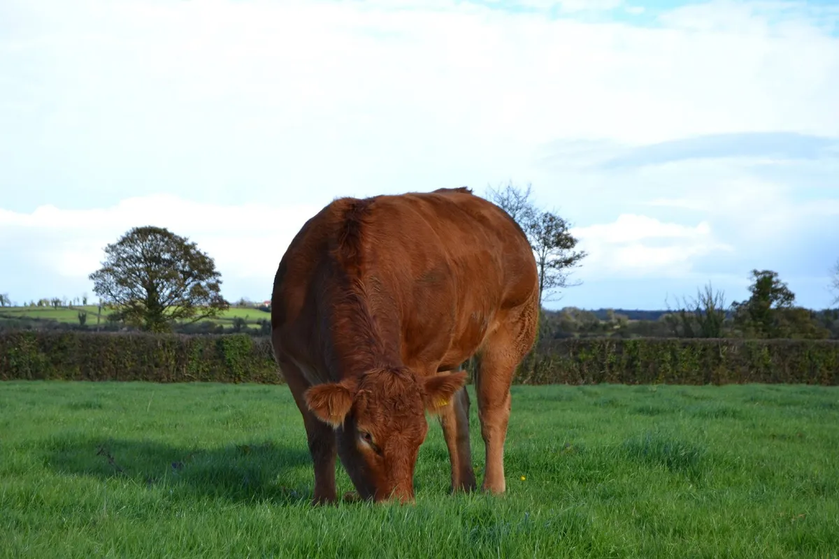 Pedigree Limousin Heifers - Image 3