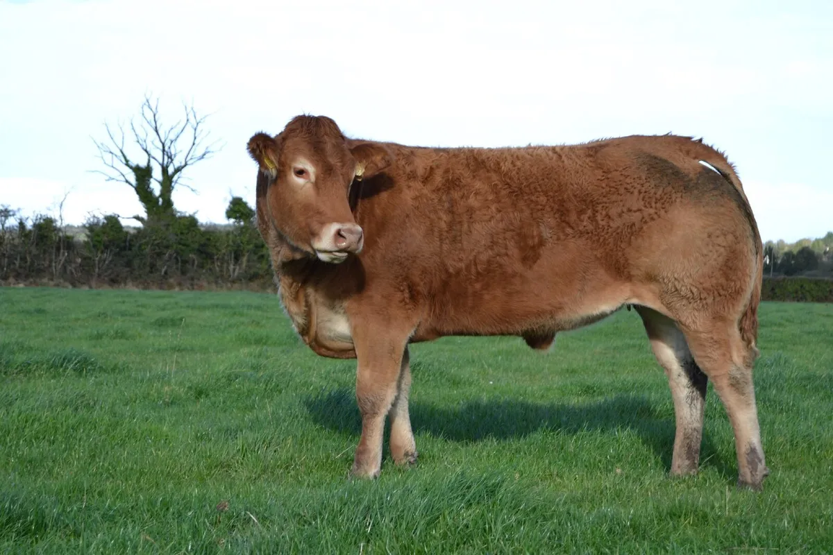 Pedigree Limousin Heifers - Image 4