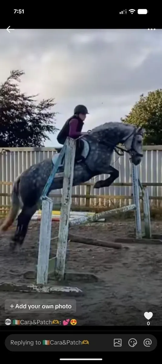 Pony - Image 1