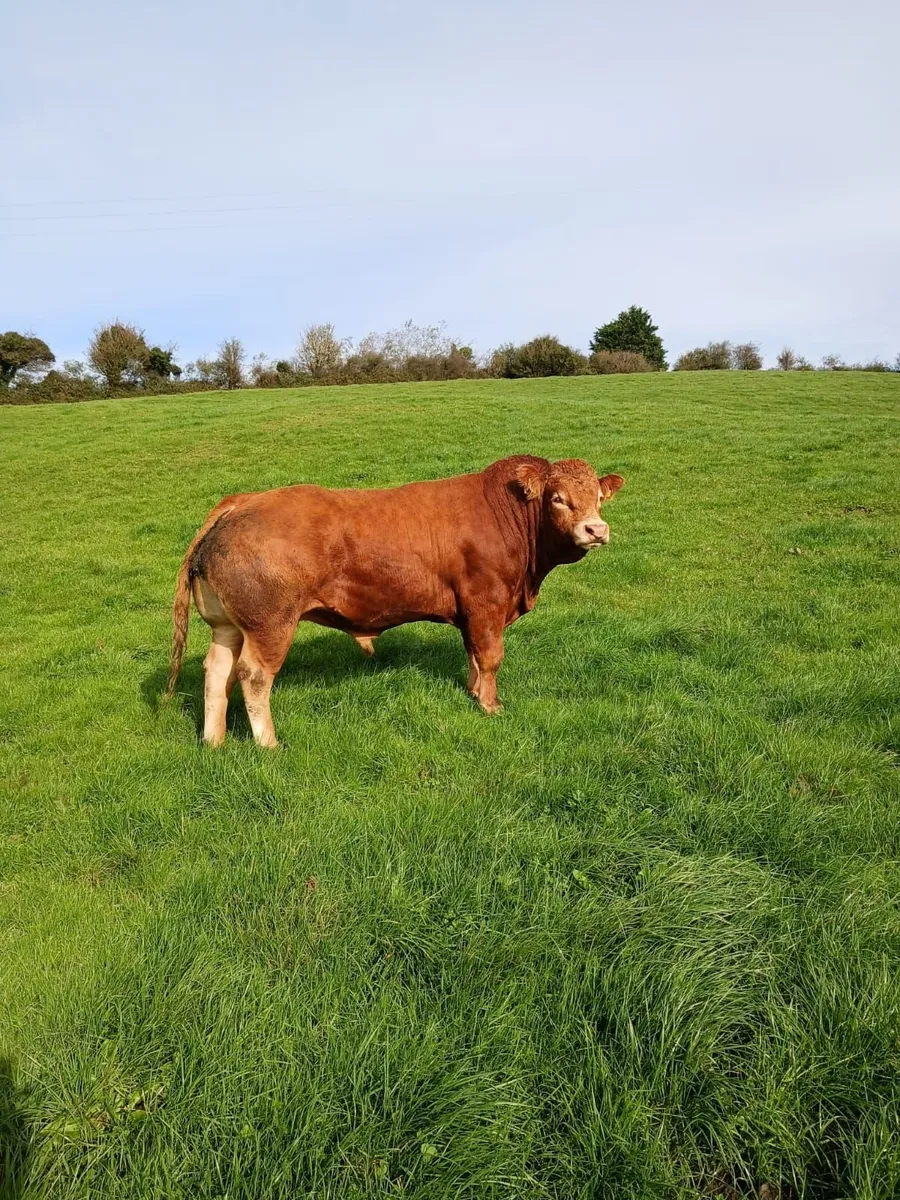 5* PED  LM Bull - Image 1
