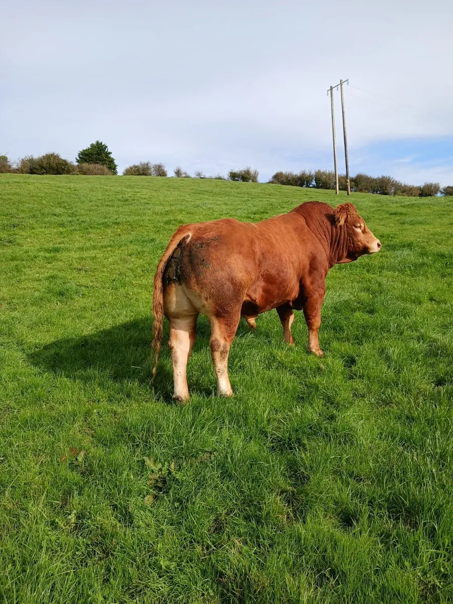 5* PED  LM Bull - Image 2