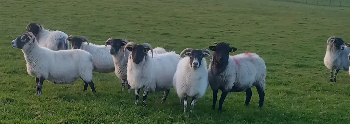 BREEDING EWES - Image 1