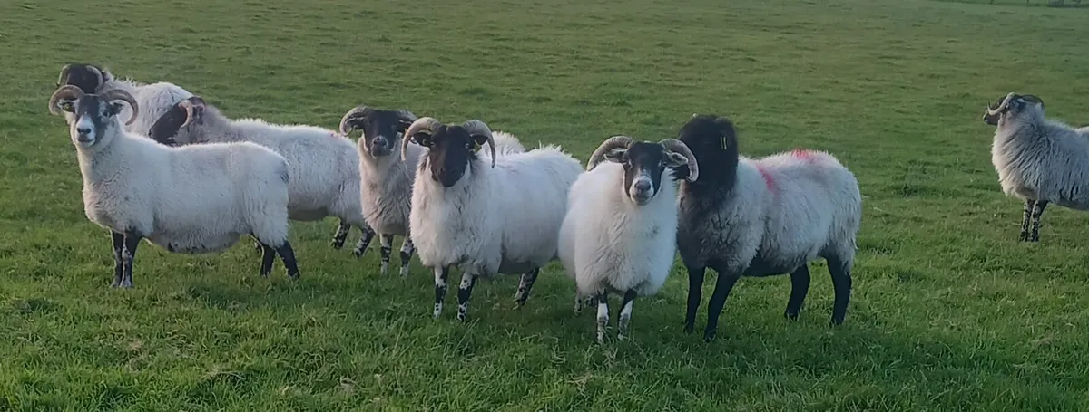 BREEDING EWES - Image 2