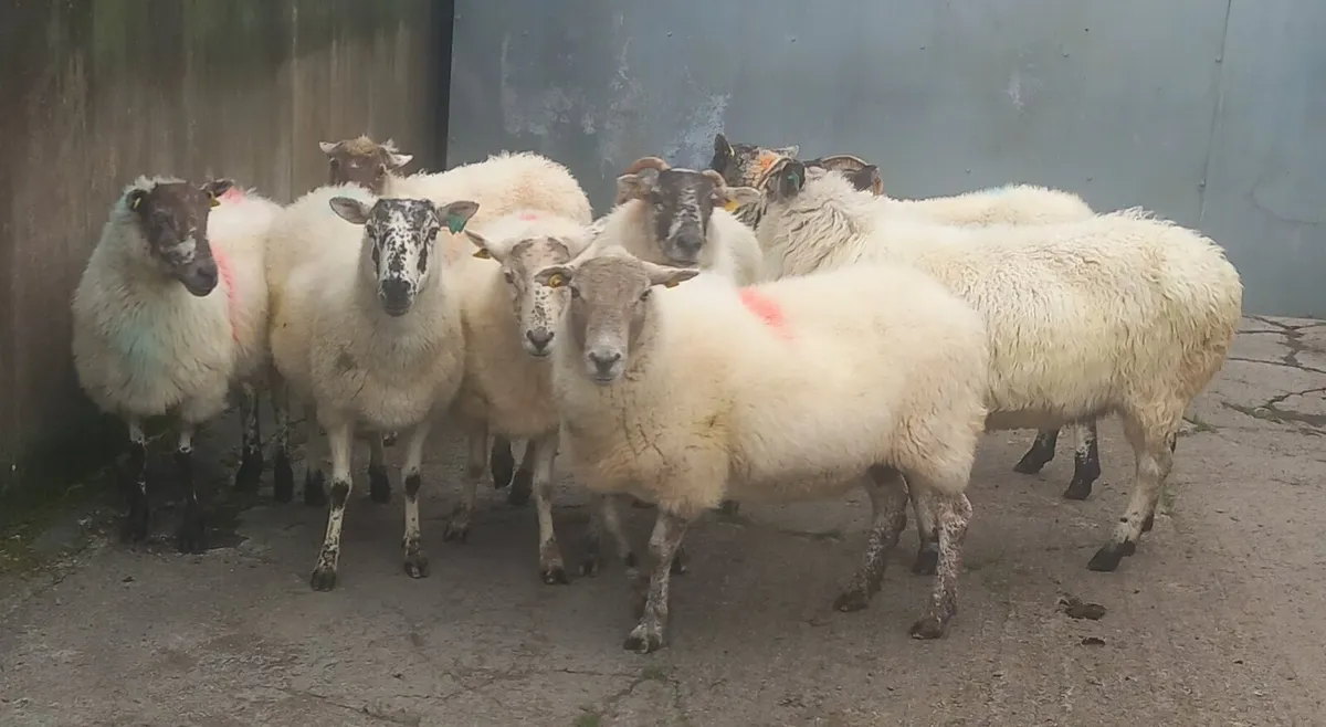 BREEDING EWES - Image 3