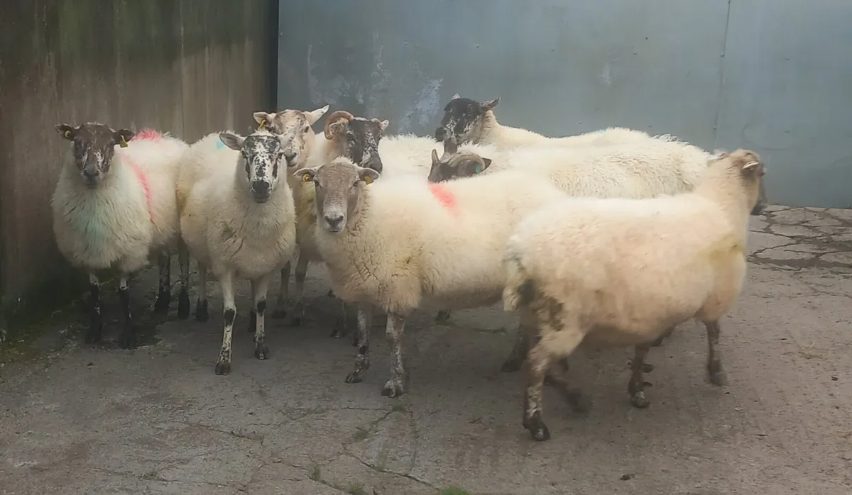 BREEDING EWES - Image 4