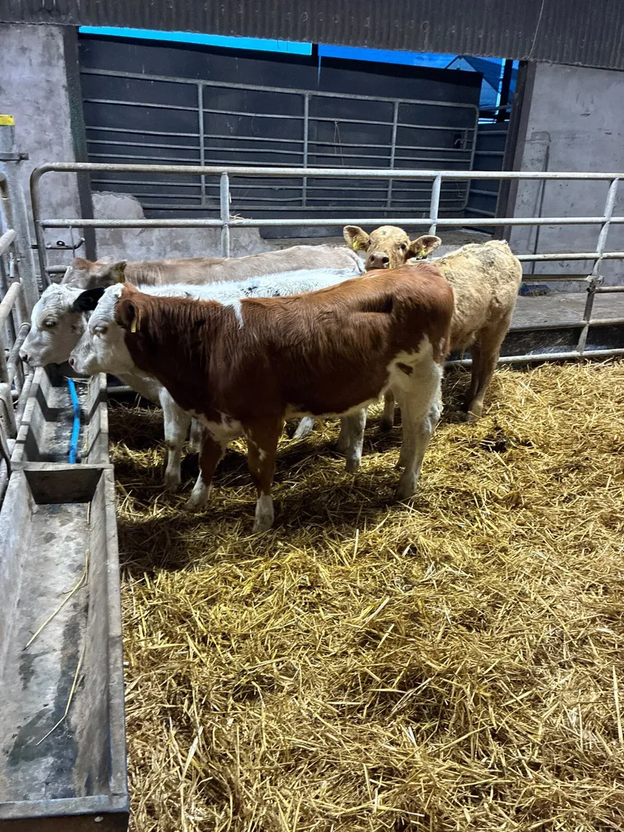 Char sim and blue heifers - Image 1